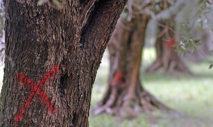 Red crosses painted on olive trees that need to be cut down to contain an outbreak of ‘olive ebola’ in Puglia, southern Italy.