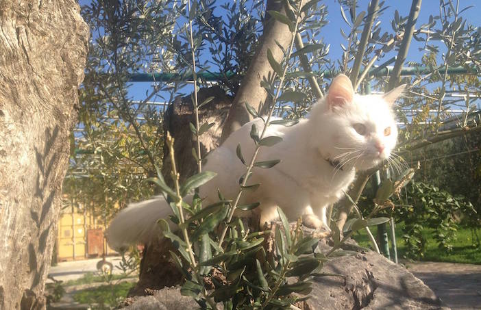 Dias frolicking amongst the olive trees of Lesvos (Photo via Reunite Dias on Facebook)