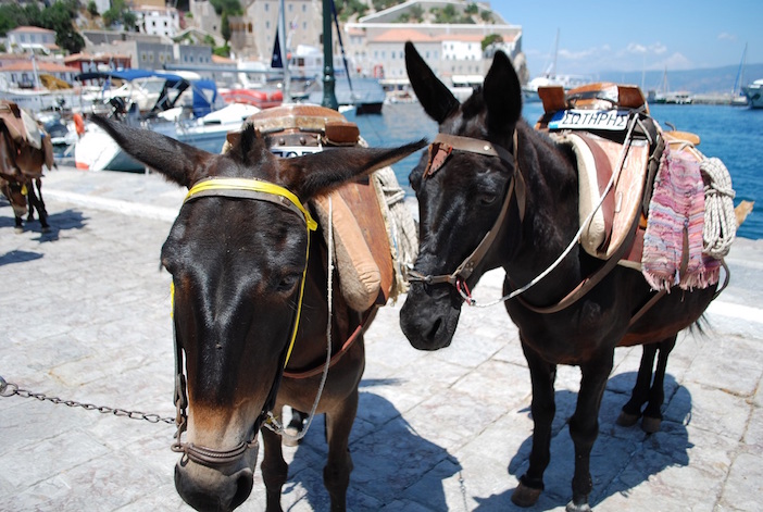 Hydra's only mode of transportation-- donkeys! (Photo by Marissa Tejada)