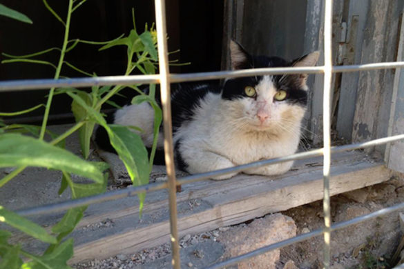 Transatlantic Partnership Helps Stray Cat Problem on Greek Island of Amorgos