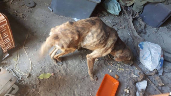 (Photos) Abandoned Greek Dog Brings “Light” to Rescuer