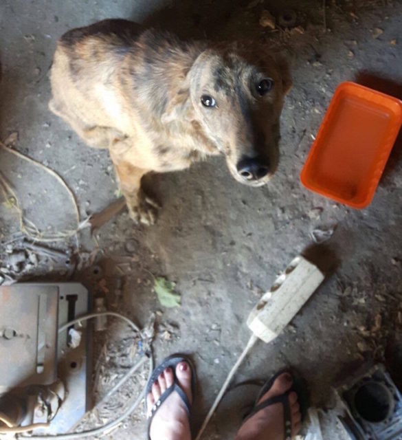 (Photos) Abandoned Greek Dog Brings “Light” to Rescuer