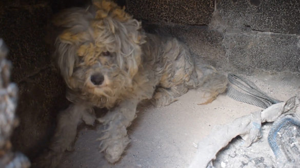 (Video) Dog Miraculously Found Alive Hiding in Oven After Greek Wildfire