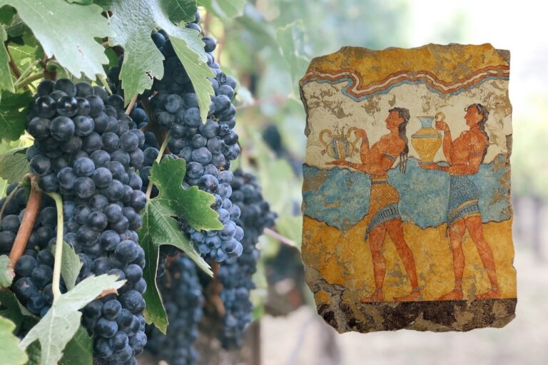 Wine