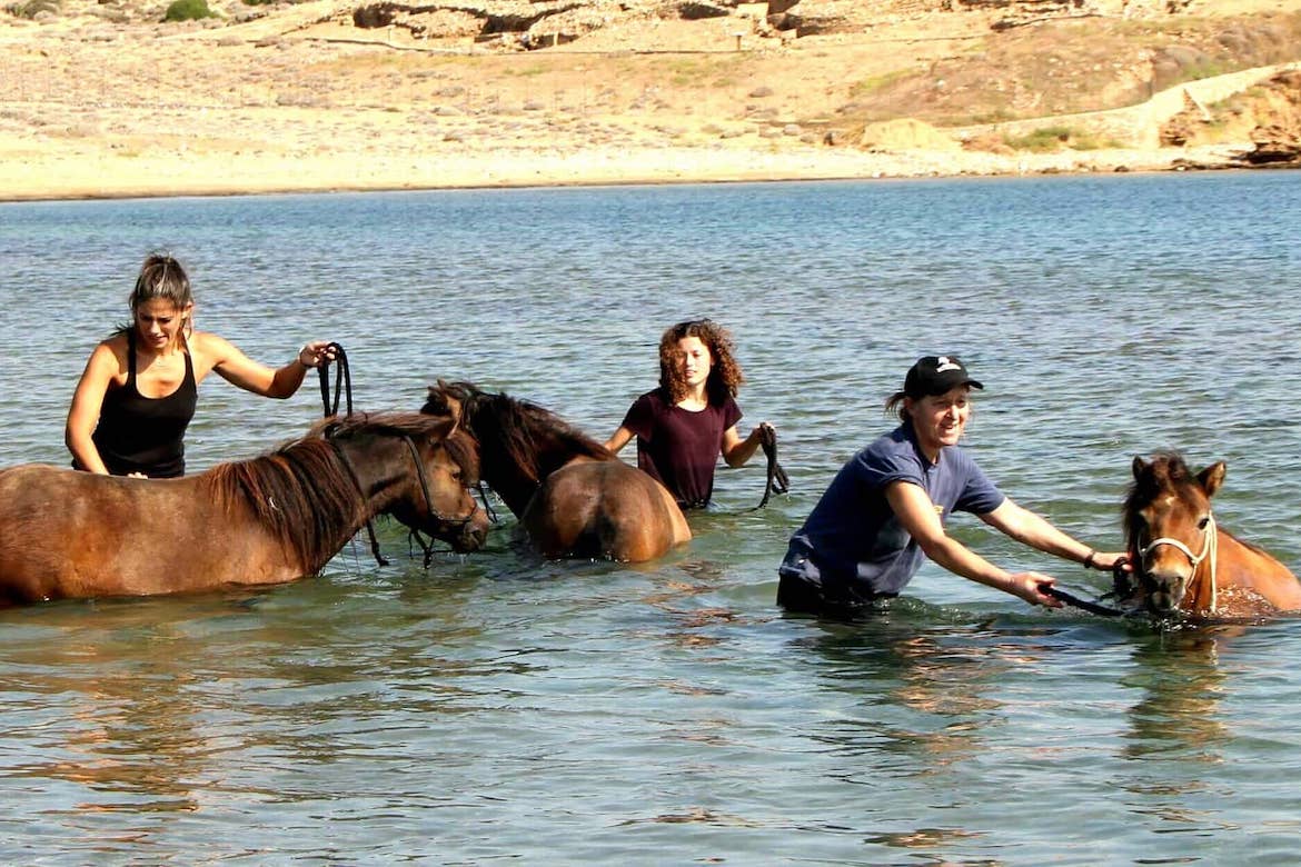 Come and help us care for a critically endangered breed of pony and have an  adventure in Skyros Island, Greece