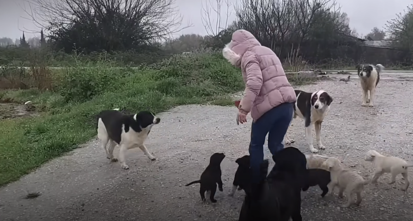 Woman travels thousands of miles to feed stray dogs during Greece's covid-19 lockdown
