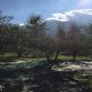 olive trees